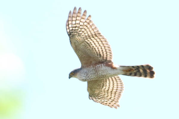 Fotos de las aves