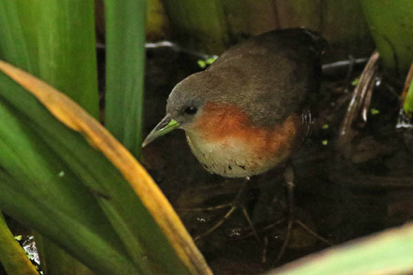 Fotos de las aves