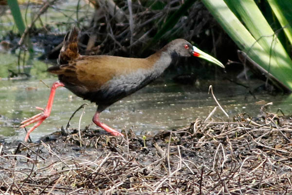 Fotos de las aves