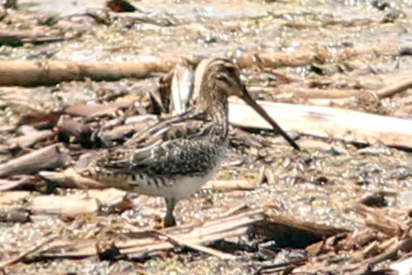 Fotos de las aves