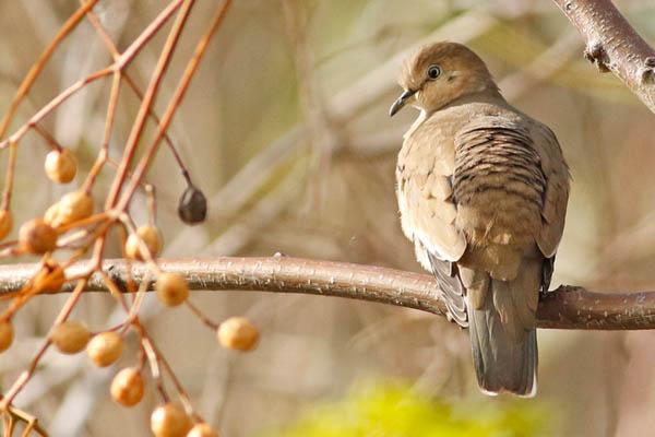 Fotos de las aves