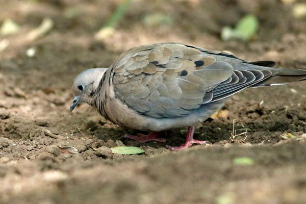 Fotos de las aves
