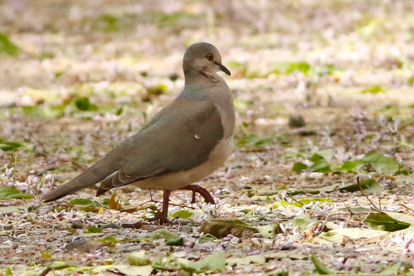 Fotos de las aves