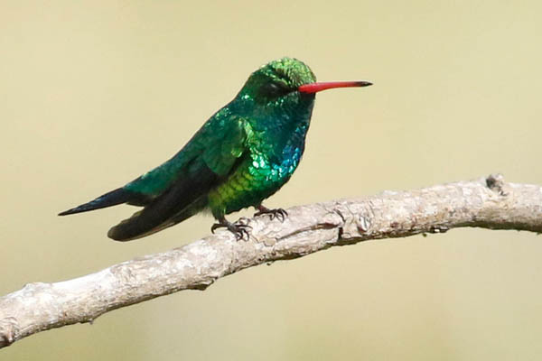 Fotos de las aves