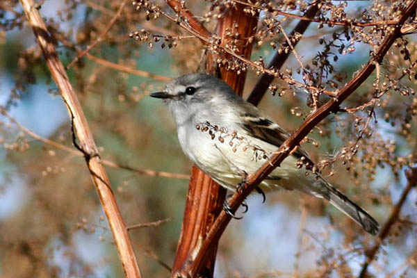 Fotos de las aves