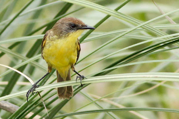Fotos de las aves