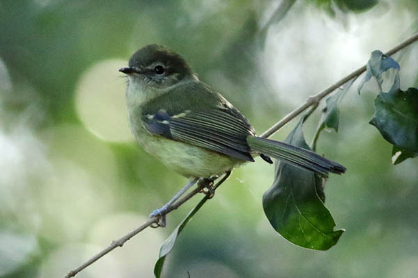 Fotos de las aves
