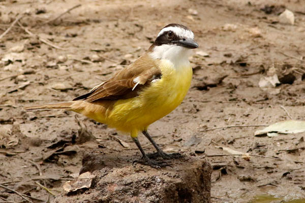 Fotos de las aves