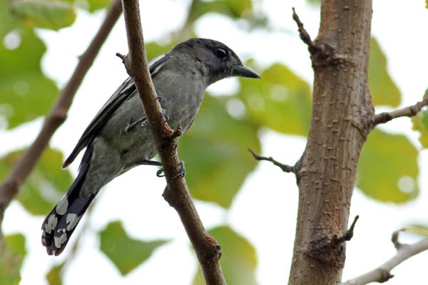 Fotos de las aves