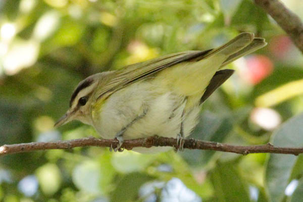 Fotos de las aves