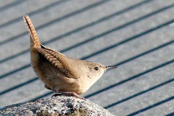 Fotos de las aves