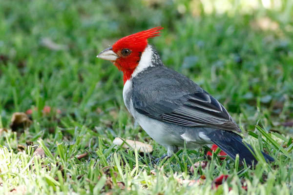 Fotos de las aves