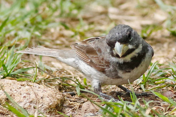 Fotos de las aves