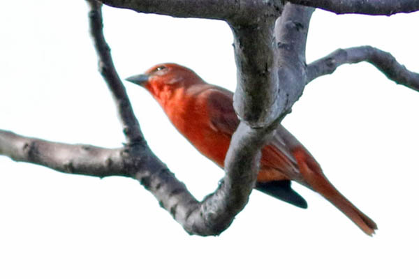 Fotos de las aves