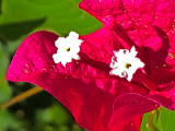 Flores y plantas